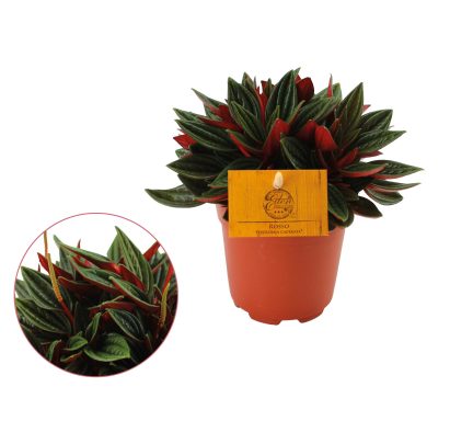 Peperomia Caperata Rosso